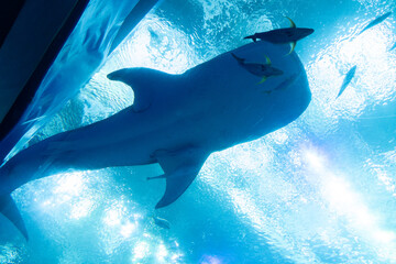 沖縄美ら海水族館　アクアルームから眺めるジンベエザメ