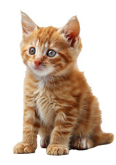 Obraz premium Curious orange tabby kitten sits on a white background looking attentively at its surroundings