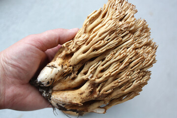 Ramaria flava is a mushroom from the genus Ramaria of the Gomphaceae family. Also known as yellow ramaria, bear's paw, yellow horn, mushroom noodles.