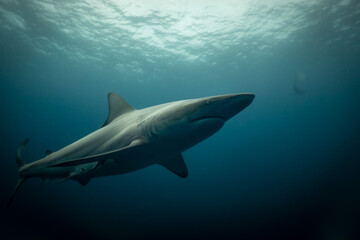 great white shark