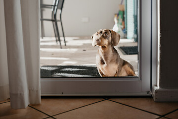Brown Dachshund sitting outside a glass door on a patio waiting to come inside