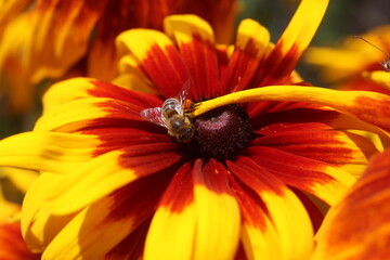 Rudbekia Rudbeckia © Perovskia