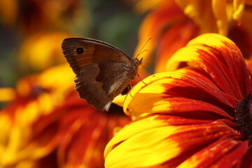 Rudbekia Rudbeckia © Perovskia