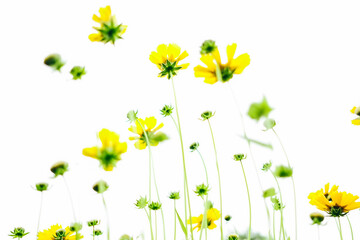 yellow flowers background
