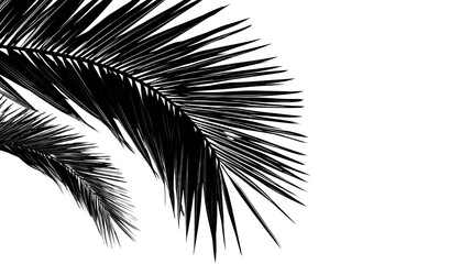 Obraz premium Black palm leaf on a white isolated background.