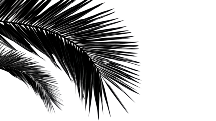 Black palm leaf on a white isolated background.