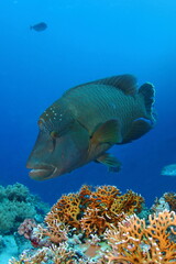 Vertical shot of Napoleon Wrasse swimming in the Red Sea, Sharm El Sheikh – underwater wildlife photography