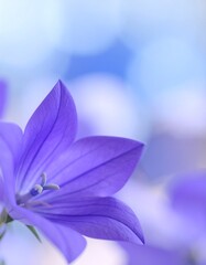 Fototapeta premium Background of bellflower flowers, Japanese name: Kikyou