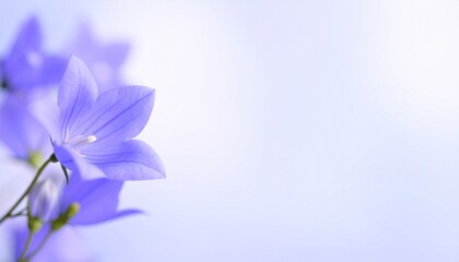 Obraz premium Background of bellflower flowers, Japanese name: Kikyou