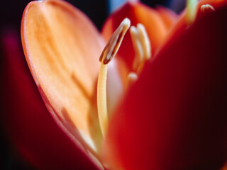 macro of a red flower