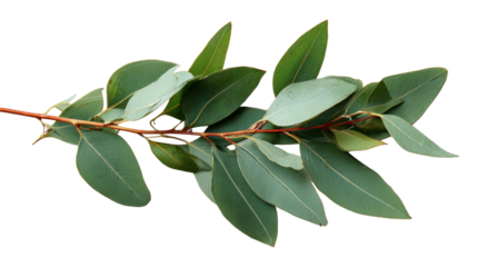 Eucalyptus leaf branch, isolated on white background, perfect for design and natural themes.