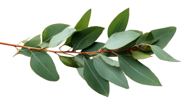 Eucalyptus leaf branch, isolated on white background, perfect for design and natural themes.