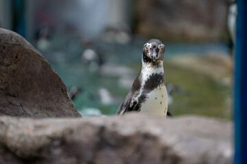 close up of a penguin in the zoo at Chonburi Thailand 