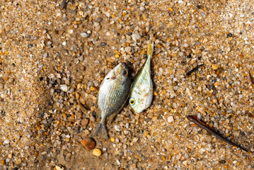 Two small dead fish washed ashore on a natural sandy beach with colorful pebbles, environmental fragility.