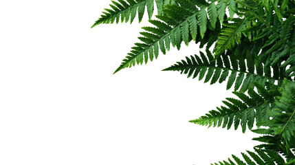 Green ferns with a soft, natural texture on a black background.