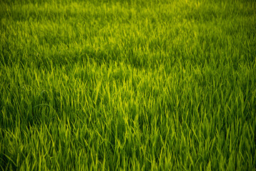 Vibrant green grass texture with lush blades under natural sunlight, perfect for spring and organic themes.