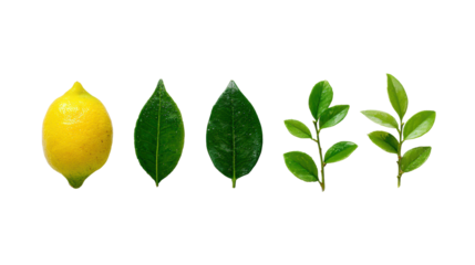 Lemon with green leaves isolated on a white background.