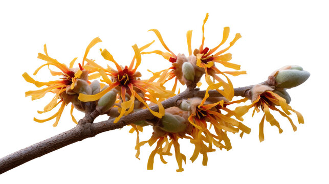 Vibrant Witch Hazel Bloom: A detailed shot captures a cluster of bright yellow witch hazel flowers bursting forth from a delicate branch. A close-up photograph with striking clarity.
