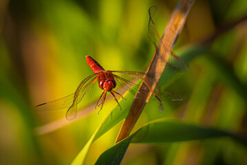 dragonfly close-up in morning light
