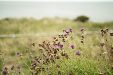 Purple wildflowers growing next to the seaside, u.k.