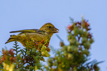 Eurasian Chaffinch perched on a branch in the morning light