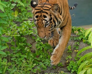 Tiger taking a stroll