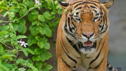 Tiger taking a stroll