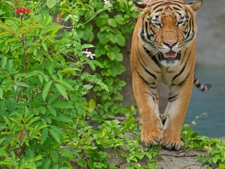 Tiger taking a stroll