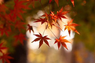 秋のシルエット