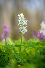 Corydalis cava is a species of flowering plant in the family Papaveraceae