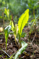 Close-up of wild lettuce (Lactuca) leaves with serrated edges, illuminated by warm sunlight. Vivid green tones and visible leaf veins in a natural forest environment.