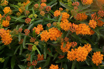 Orange Flowers