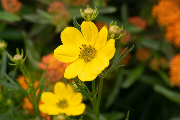 yellow flower