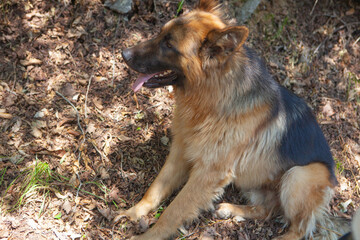 german shepherd in the forest