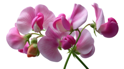 Sweet Pea: Delicate sweet pea blossoms in full bloom, showcasing a symphony of pink and purple hues. These elegant flowers bring a touch of floral beauty, and nature's intricate details to any space.