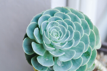 Echeveria  runyonii rose or guatemala echeveria or guatemala or Echeveria or Echeveria shaviana or  Delilah or Kalanchoe, Crassulaceae or K blossfeldiana