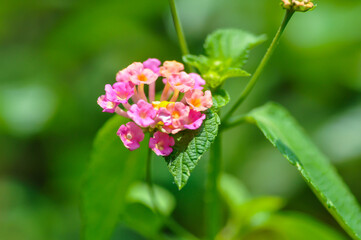 Fototapeta premium Lantana camara L, Cloth of gold or Hedge flower or Lantana or Weeping lantana or White sage or VERBENACEAE or pink flower