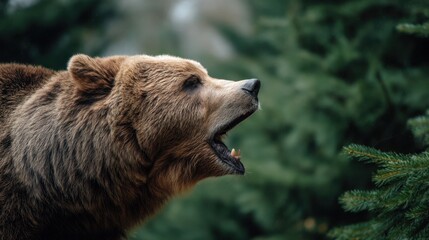 Obraz premium Close up of a grizzly bear roaring with an open mouth in a natural forest environment. Wild animal in aggressive pose.