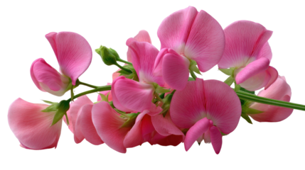 Sweet Pea Blossoms: A captivating display of delicate sweet pea blossoms, their soft pink petals creating a sense of gentle beauty.