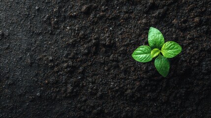 Small green sprout with fresh leaves growing from fertile soil. Environmental sustainability concept for organic farming.