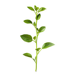 Obraz premium Green plant stem, leaves, growth, studio shot, black background, botanical illustration