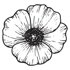Obraz premium Intricate Hand-Drawn Poppy Bloom Vector for Floral Illustration Sets