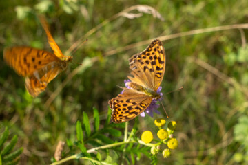 Two Silver-washed Fritillary (Argynnis paphia) butterflies interacting in a sunny meadow, one in flight and one feeding on purple flowers near yellow tansy blooms, capturing summer wildlife dynamics.