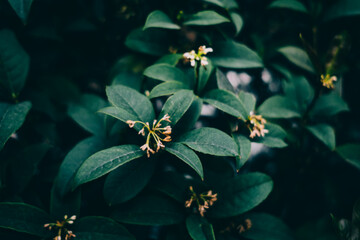 bee on a yellow flower