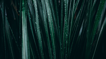 abstract green background