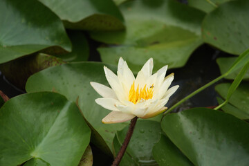 White Water Lily with Yellow Center and Small Bee on Stamen Among Green Lily Pads