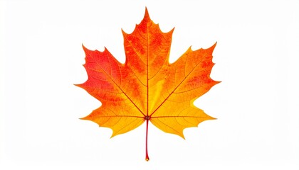 Hyper Realistic Maple Leaf on Isolated White Background - Editorial Nature Shot