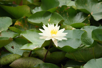 White Water Lily with Yellow Stamen on Petals Among Green Pads