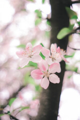 pink cherry blossoms
