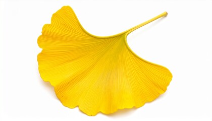 Naklejka premium Hyper Realistic Ginkgo Biloba Leaf Isolated on White Background, Autumn Flora, Editorial Image